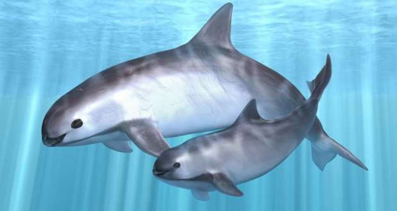 Lumba-lumba Kecil Vaquita Tersisa 30 Ekor di Dunia