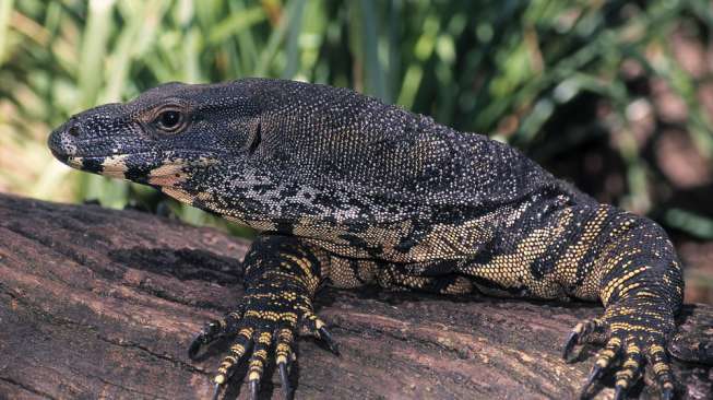 Nekat, Perempuan Ini Seret Biawak Raksasa