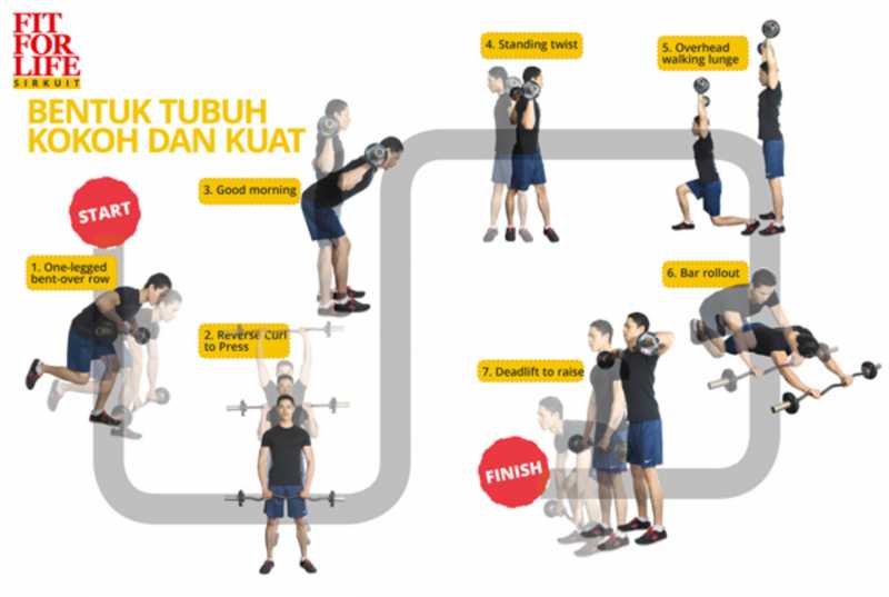 Bentuk Tubuh Kokoh dan Kuat Bentuk Tubuh Kokoh dan Kuat