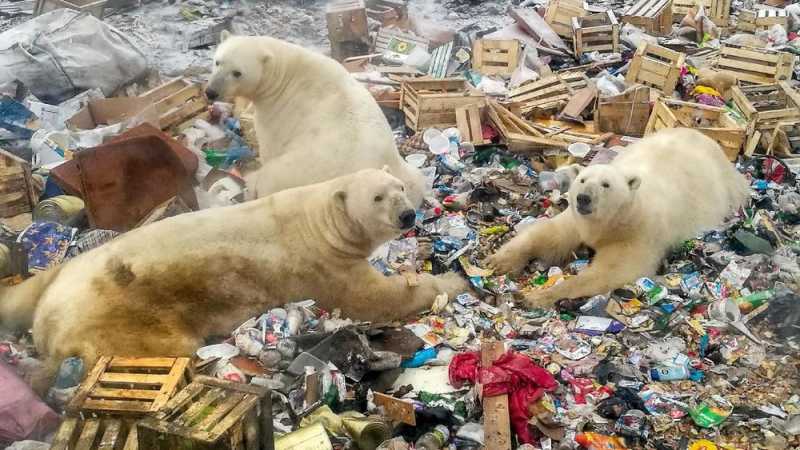 Our Planet: Behind the Scene Dokumenter Horor soal Bumi Our Planet: Behind the Scene Dokumenter Horor soal Bumi