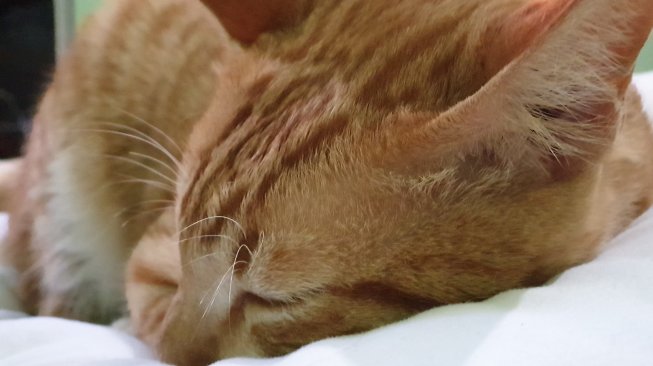 Terungkap! Misteri Pembunuh Sadis Ratusan Kucing Terungkap! Misteri Pembunuh Sadis Ratusan Kucing