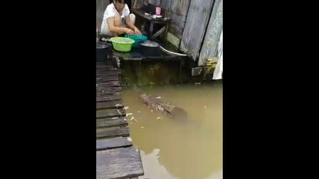 Mandi di Sungai, Emak-Emak Hilang Diseret Buaya Mandi di Sungai, Emak-Emak Hilang Diseret Buaya