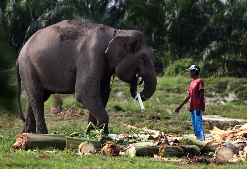  Ini Penyebab Kematian Gajah-Gajah di Aceh 