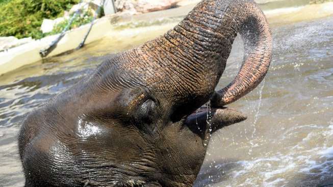 Gajah "Ngamuk", Pemburu Profesional Mati Diinjak-injak