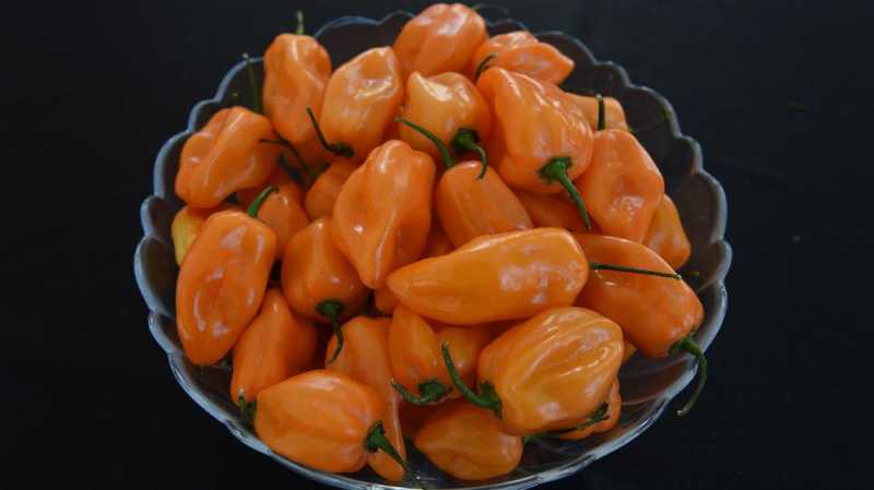 Honey Zepper, Cabai Habanero dengan Rasa Melon Honey Zepper, Cabai Habanero dengan Rasa Melon
