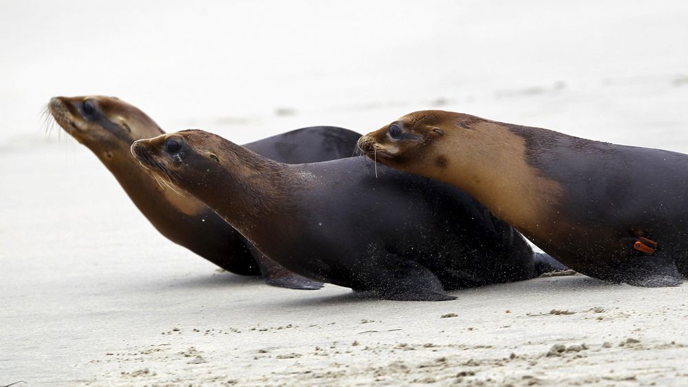 Anjing Laut Tampar Pendayung Kayak dengan Gurita