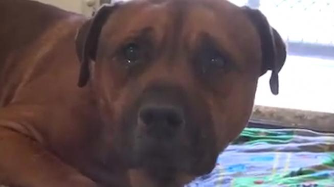 Ditinggal Majikan Selamanya, Anjing Ternyata Bisa Depresi Ditinggal Majikan Selamanya, Anjing Ternyata Bisa Depresi