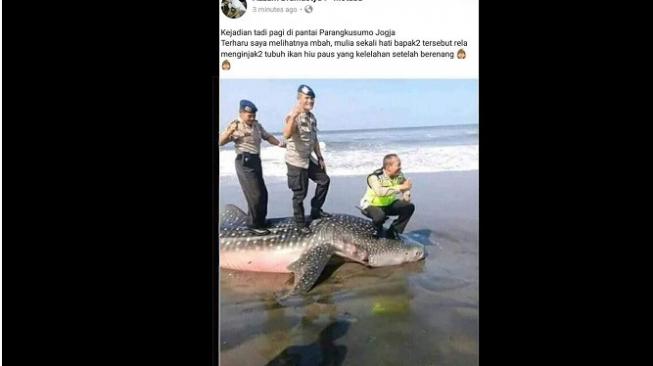 Viral 3 Oknum Polisi Berfoto Injak Bangkai Hiu di Yogyakarta Viral 3 Oknum Polisi Berfoto Injak Bangkai Hiu di Yogyakarta