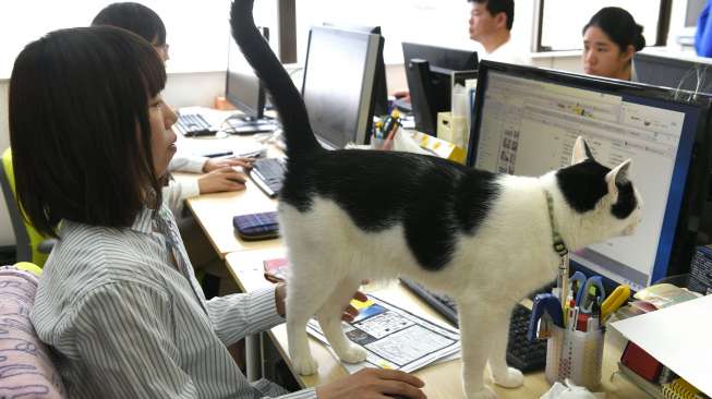 Kantor Ini Jadikan Kucing Obat Para Workaholic