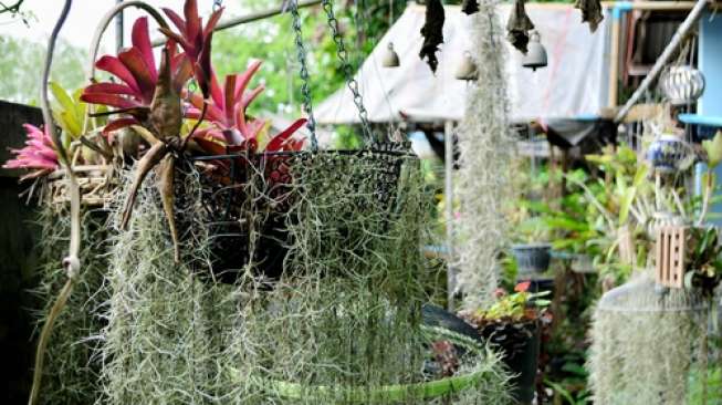 5 Tanaman yang Bikin Sejuk Rumah 5 Tanaman yang Bikin Sejuk Rumah