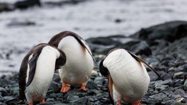 Imutnya... Tak Disengaja, Raja Penguin Ini Ambil Foto Selfie