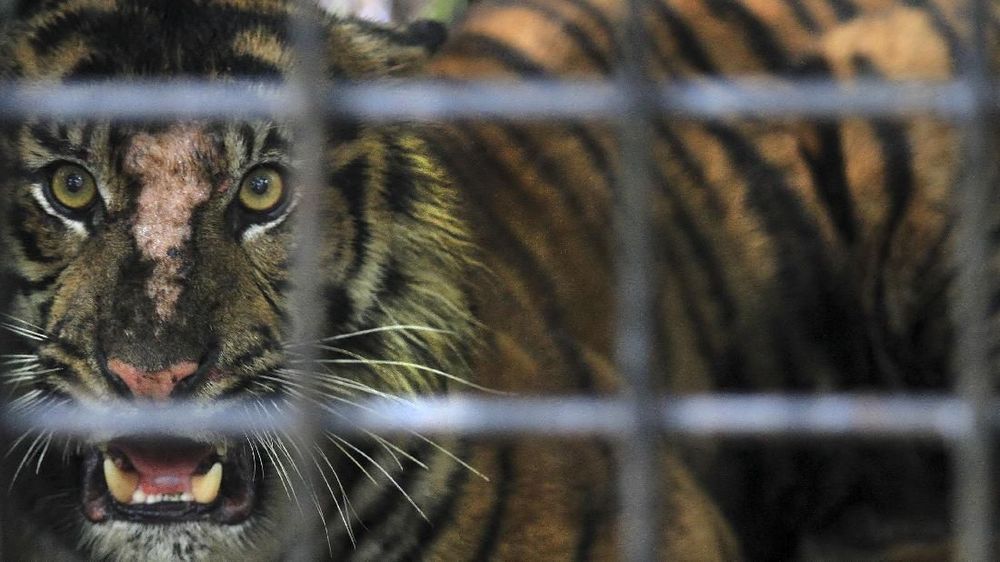 Fakta 86 Harimau Mati di Penangkaran Thailand