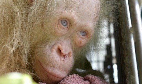 Mencari Nama Buat Orang Utan Albino Langka Mencari Nama Buat Orang Utan Albino Langka