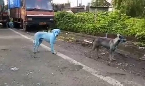 Anjing di India Berubah Jadi Biru, Apa Penyebabnya?