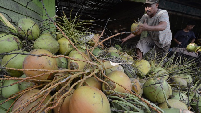 Tak Bisa Hidup Tanpa Kelapa