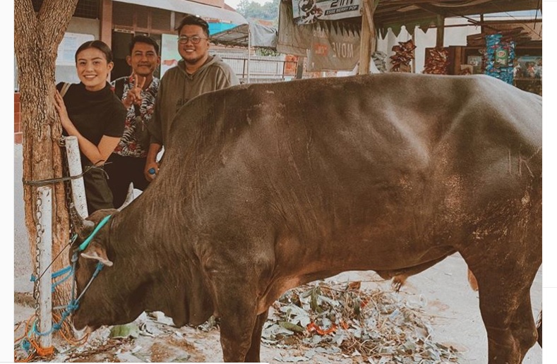 Berkurban, Awkarin Mengaku Hampir Mati Diseruduk Sapi Berkurban, Awkarin Mengaku Hampir Mati Diseruduk Sapi
