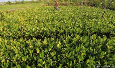 Penanaman 5.700 Mangrove Catat Rekor Dunia