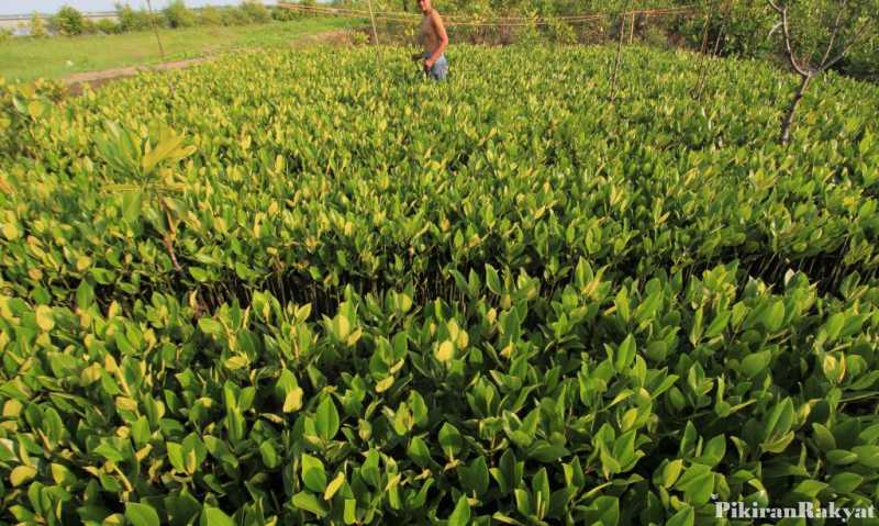 Penanaman 5.700 Mangrove Catat Rekor Dunia Penanaman 5.700 Mangrove Catat Rekor Dunia