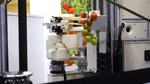 Ketika Robot Gantikan Manusia untuk Panen Buah Tomat