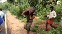 Aksi Pria di India Selamatkan Bayi Gajah yang Terjebak di Parit Aksi Pria di India Selamatkan Bayi Gajah yang Terjebak di Parit