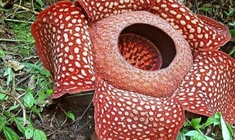 Sembilan Bonggol Rafflesia Arnoldii Ditemukan Warga Bengkulu