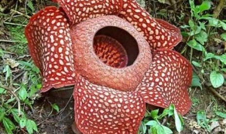 Bunga Rafflesia arnoldii Mekar Sempurna di Hutan Bengkulu