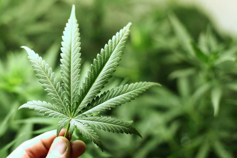 Merokok Ganja Tingkatkan Risiko Kematian Akibat Komplikasi Hipertensi Merokok Ganja Tingkatkan Risiko Kematian Akibat Komplikasi Hipertensi