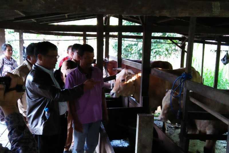 Ketika Satpol PP Harus Berlari Mengejar Sapi Ketika Satpol PP Harus Berlari Mengejar Sapi