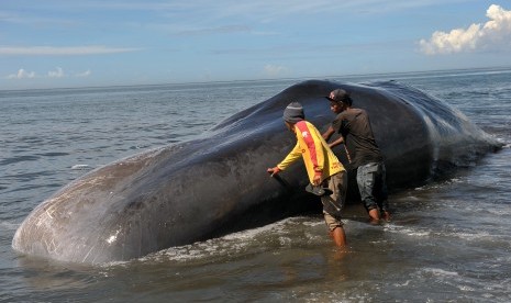 Paus Berukuran 23 Meter Terdampar di Pantai Seram