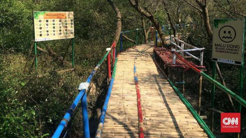 Mencari Teduh Mangrove di Planet Bacassie Mencari Teduh Mangrove di Planet Bacassie