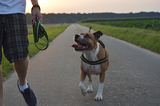 Daftar 10 Anjing Paling Berbahaya untuk Diajak Joging