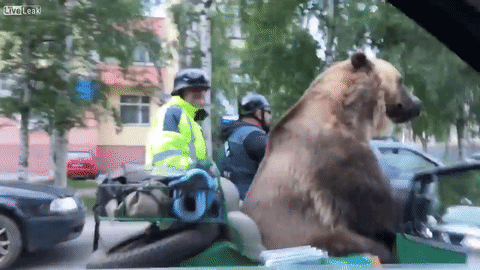 Seekor Beruang Berkeliling Kota dengan Sepeda Motor
