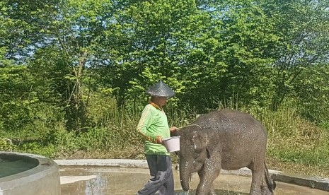 Belalai Gajah Sumatra Terpotong, Ini Pesan Menteri LHK 