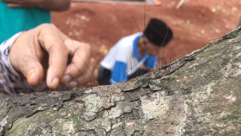 Heboh Penampakan Pohon Berambut di Pemakaman di Depok Heboh Penampakan Pohon Berambut di Pemakaman di Depok