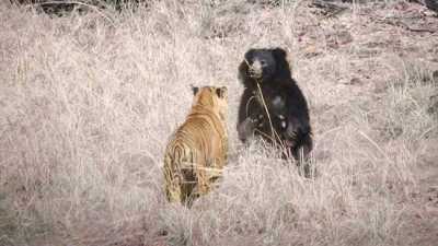 Harimau Lawan Beruang Kungkang, Siapa yang Menang?