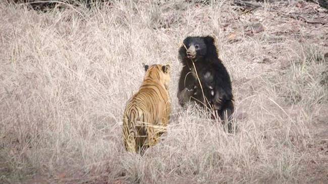 Harimau Lawan Beruang Kungkang, Siapa yang Menang?