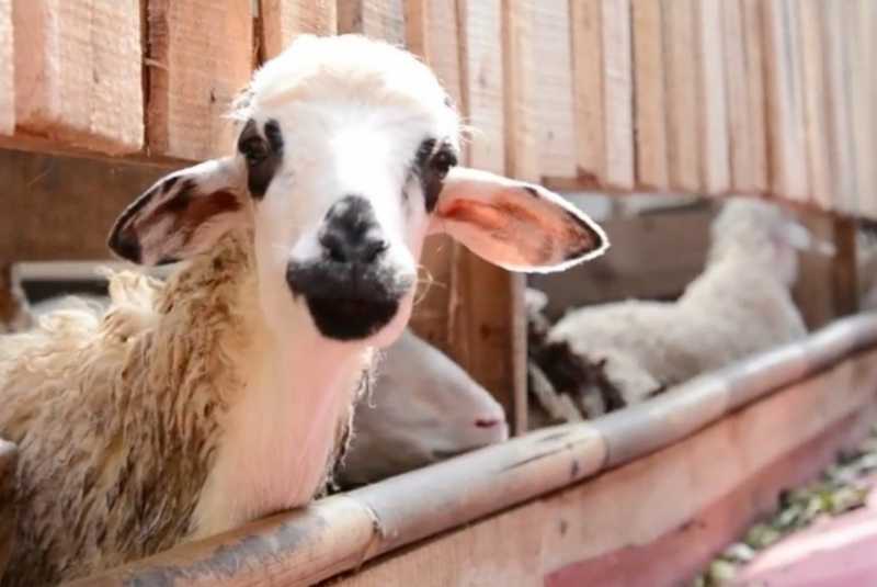 Jelang Idul Adha, Beli Hewan Kurban Pakai Kartu Kredit Boleh Gak Ya?