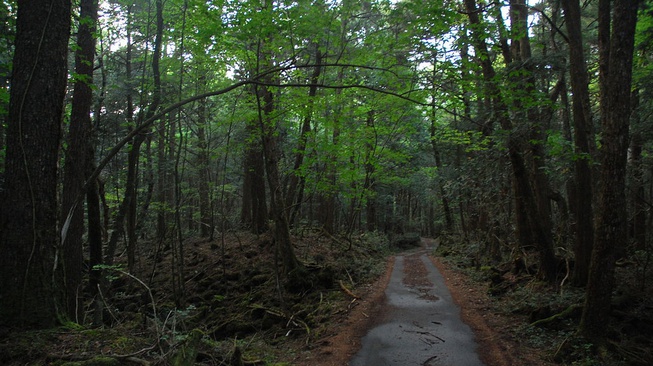 Qory Gore dan Perilaku Tak Pantas di Hutan Aokigahara