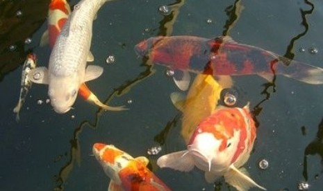 Kolam Air Mancur DPRD Rp 620 Juta akan Diisi Ikan Koi Kolam Air Mancur DPRD Rp 620 Juta akan Diisi Ikan Koi