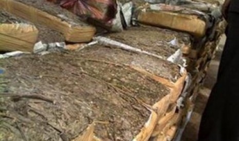 BNN: Indonesia tidak Pernah Pakai Ganja untuk Pengobatan