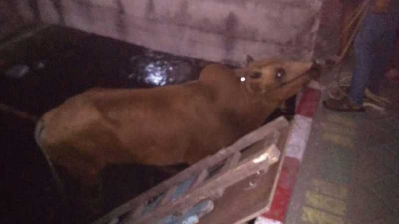 Sapi Kurban Mengamuk di Surabaya, Terperosok hingga ke Sungai