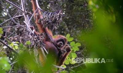 Bareskrim Polri Kejar Pembantai Orang Utan di Kalimantan