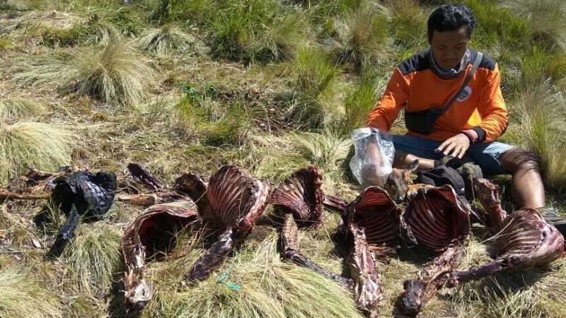 Teka-teki Penemuan 8 Bangkai Rusa di Gunung Lawu Teka-teki Penemuan 8 Bangkai Rusa di Gunung Lawu