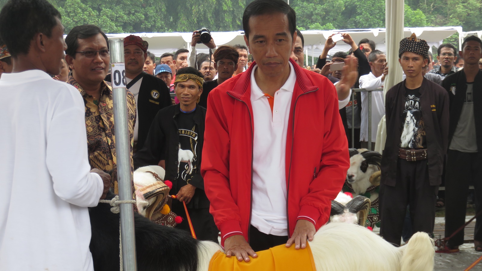 Cerita Jokowi yang Tak Mudah Pelihara 11 Ekor Domba