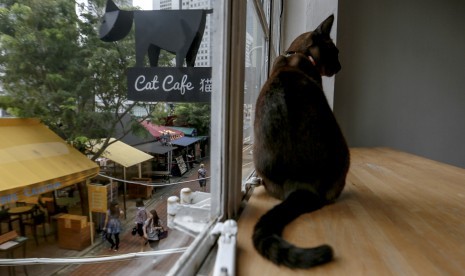 Jepang Miliki Kafe Kucing di Atas Kereta 