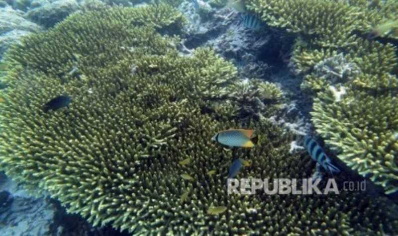 Operator Kapal Inggris Terancam Sanksi atas Rusaknya Koral Raja Ampat