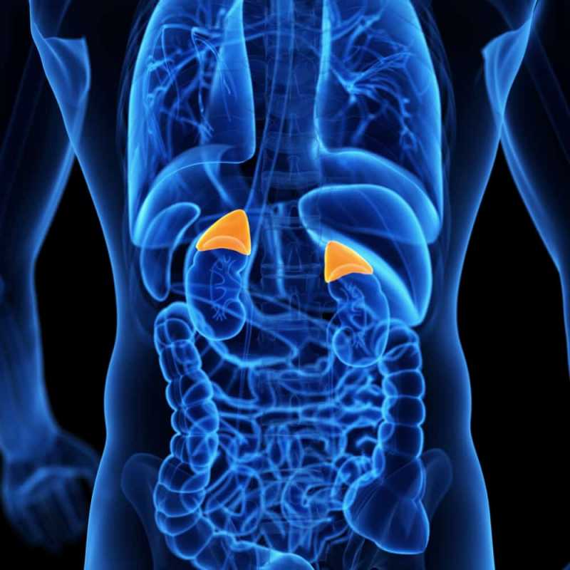 Mengenal Kelenjar Adrenal, Si Kecil yang Penting Bagi Tubuh Kita Mengenal Kelenjar Adrenal, Si Kecil yang Penting Bagi Tubuh Kita