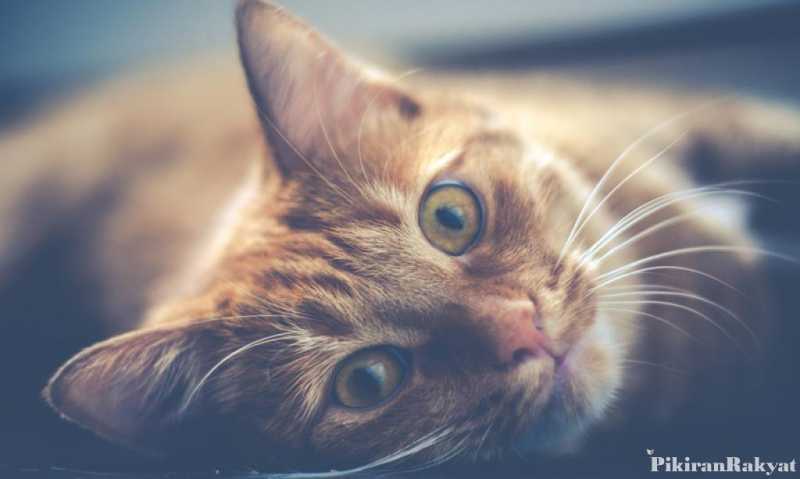 Go Cat, Alat Pengusir Kucing Inovasi IPB Go Cat, Alat Pengusir Kucing Inovasi IPB
