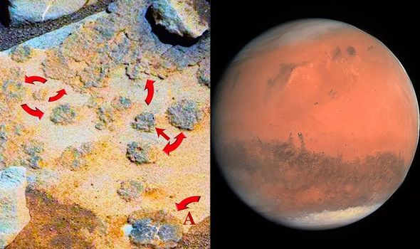 Ada Tumbuhan di Mars, Bukti Kehidupan Alien Nyata? Ada Tumbuhan di Mars, Bukti Kehidupan Alien Nyata?