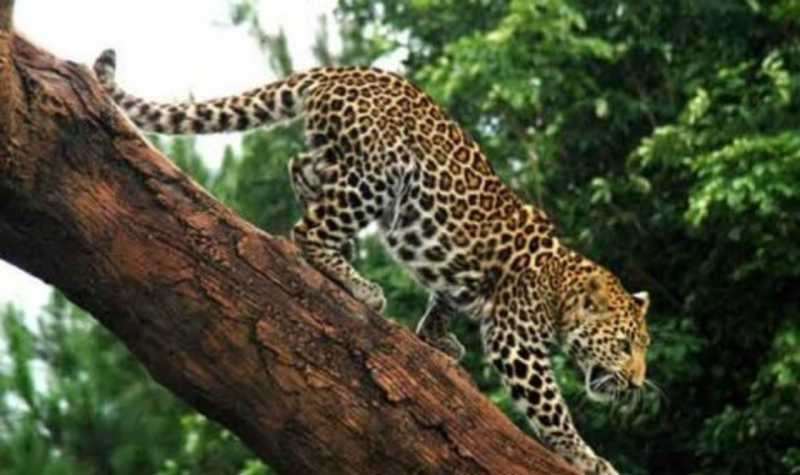 Dikira Punah, Macan Tutul Kembali Terlihat di Cikepuh Dikira Punah, Macan Tutul Kembali Terlihat di Cikepuh